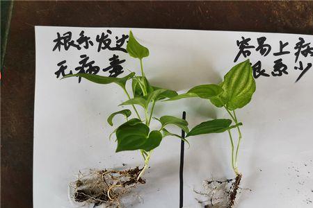 墨宝组培苗和原生苗区别