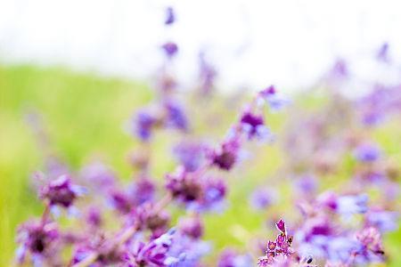 什么的花园盛开着什么的野花