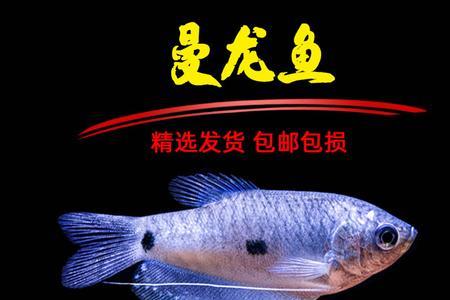 黄曼龙鱼是不是冷水鱼