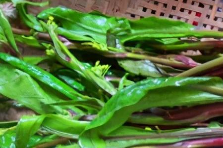 腌菜苔一般十斤菜苔需多少盐
