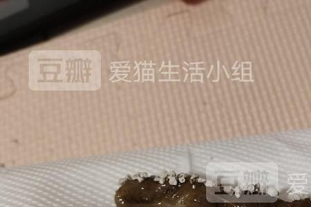 40天小猫便便都哪去了