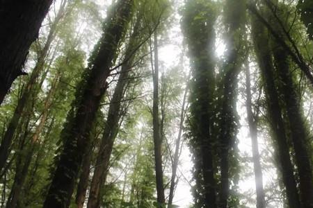 参天树上挂个小米粒啥意思