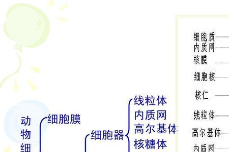 什么生物没有核糖体