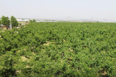 河南三门峡种植哪些中药合适