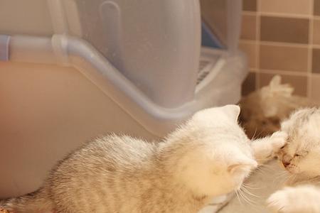 猫咪吃什么长得乖
