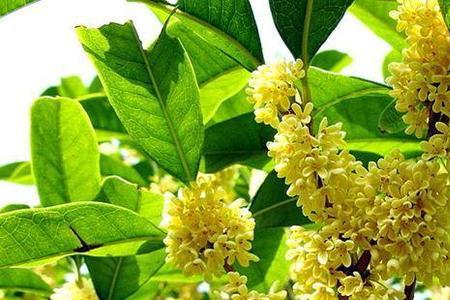 结子的桂花树品种好吗