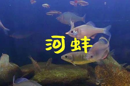 鳑鲏能用花甲繁殖吗