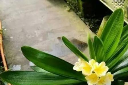 可以用热水浇君子兰花吗