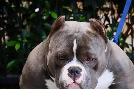 恶霸犬头顶上有褶皱吗