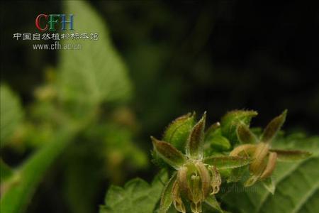 拉拉秧的芽能蒸着吃吗