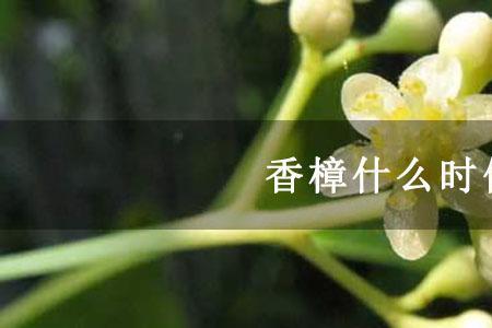 香樟树会开花吗