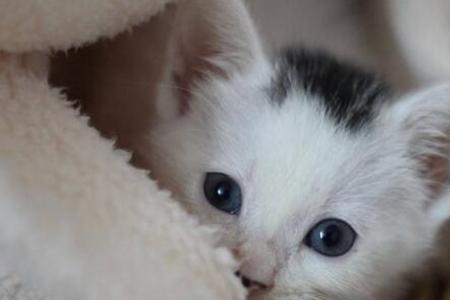 猫为什么对小孩的声音感兴趣