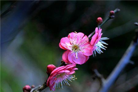 花枝不断四时春的意思