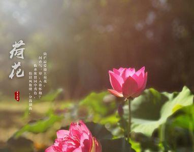 尘埃不染是什么意思