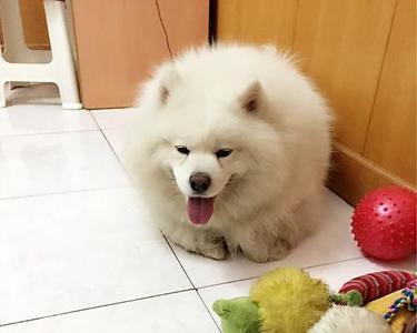 雪狸是什么动物