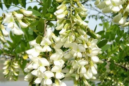五月槐花香下一句