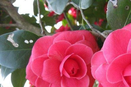 春香花怎么养殖