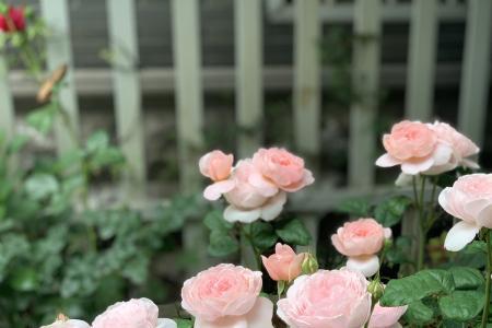 精灵女王月季优缺点