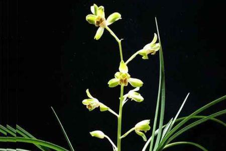 蕙兰几年才会开花