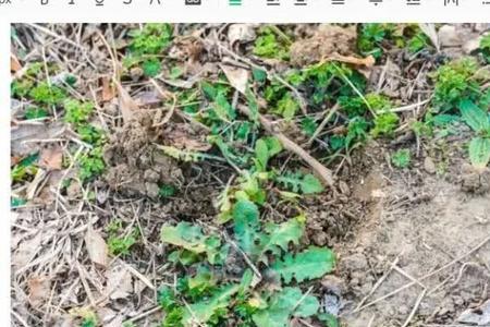 会挖野菜是什么意思