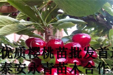 高沙樱桃怎么样