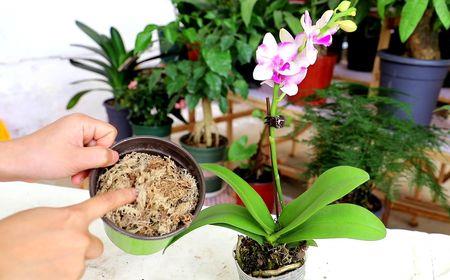 大富豪花怎么养