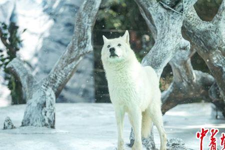 东北雪狼叫什么狼