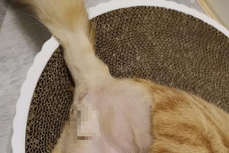 公猫有绝育药吗