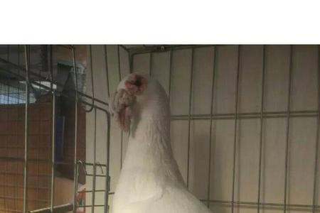 摩登鸽能长多少斤