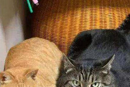 狸花田园猫最重可以达到多少斤