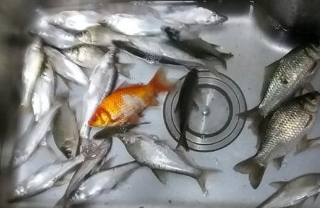 鱼在下雨天能喂饲料吗