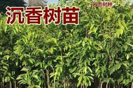 沉香叶多少一斤