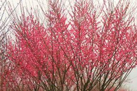 梅花与樱桃可以嫁接吗