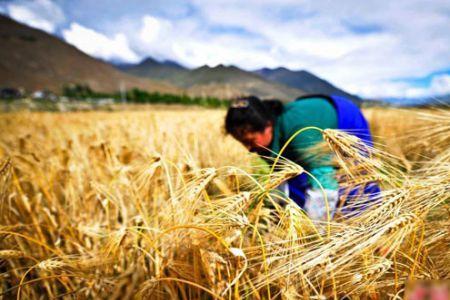 farmer包括牧民吗