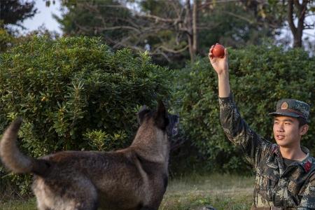 利刃出鞘俘获军犬是哪集
