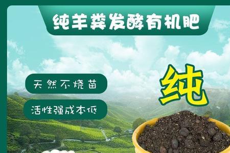 羊粪蛋子什么意思