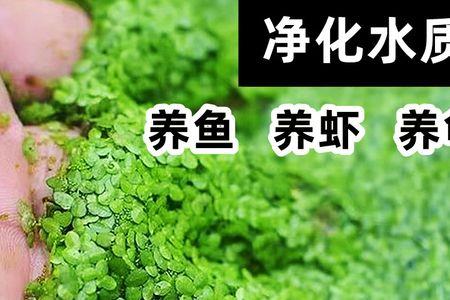 芝麻喂鱼的正确方法