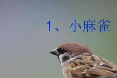 冯骥才的麻雀全文解析