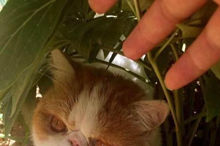 加菲猫中的尼莫是公猫还是母猫