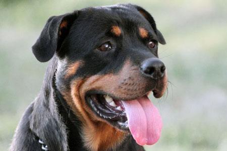 世界公认顶级护卫犬小型犬