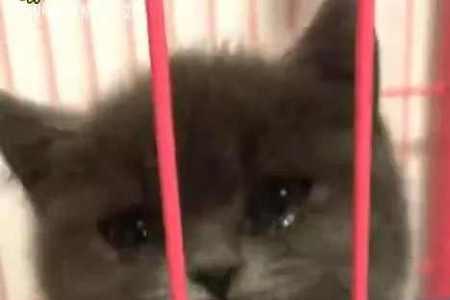 猫被关笼子里一直跑来跑去