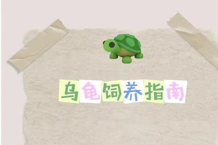 养龟照灯要照多久