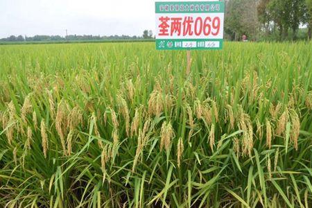 荃两优华占产品介绍