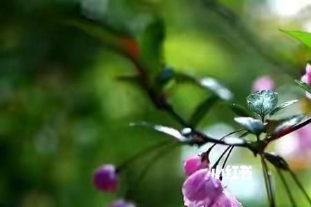 烟雨花落的意思