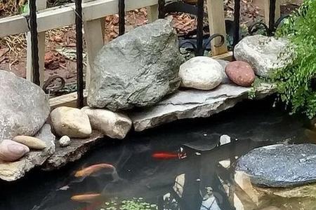 冬季鱼池不冻怎么回事