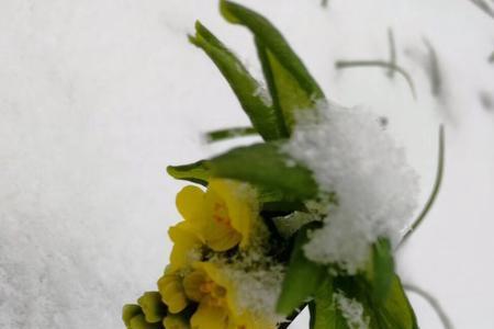 白雪迎春意思