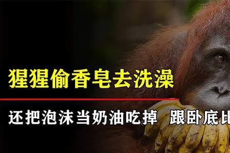 人类幼崽智商排名