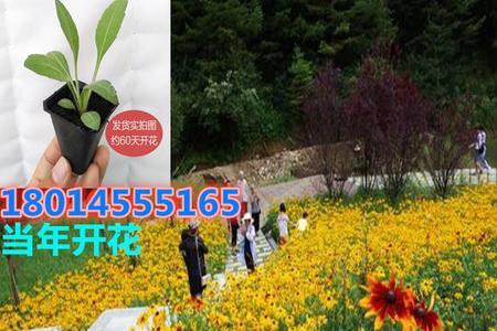菜种或花种能带上飞机吗
