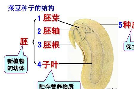 菜豆是依靠子叶生长的吗