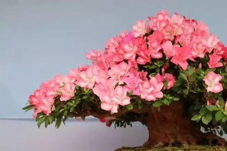 西施花怎么养